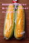 最高糖度24度を超えたぶどうより甘いとうもろこし『博多うまきび』訳アリ3キロ