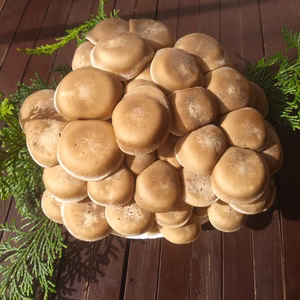 ハタケシメジ（きのこ類）