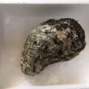 宮崎産天然岩牡蠣（生食用）「ひむかの恵」特大サイズ　