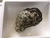 宮崎産天然岩牡蠣（生食用）「ひむかの恵」特大サイズ　