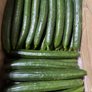 新鮮採れたてきゅうり