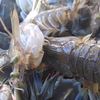 活発送　蝦蛄海老 虾蛄 シャコエビ しゃこえび1ｋｇ(20-32匹)2k/4kg