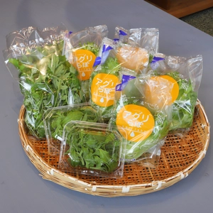 洗わずに食べられる野菜アソート3種セット (フリルレタス＆アイスプラント＆よもぎ