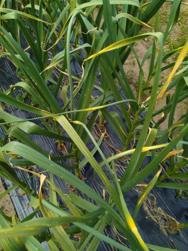 にんにく(平戸早生)　バラ