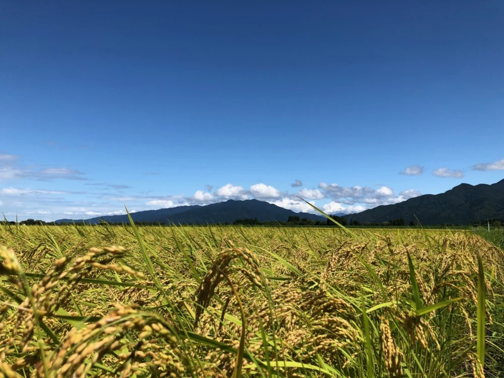 【お試し価格♪】特別栽培米！パックごはん 新潟県五泉産ｺｼﾋｶﾘ100%
