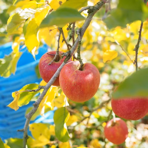 【さんふじ】家庭用　ネオニコチノイド系農薬不使用　特別栽培りんご　　