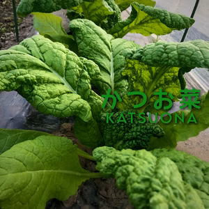 【クール配送】だしの風味『かつお菜』お雑煮やお鍋に！