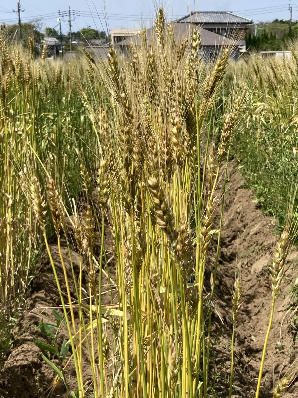 小麦の薄力粉1kg 桜島の恵み無農薬 無肥料 除草剤不使用