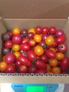10/30収穫❗️今期最後❗️阪口農園の甘〜いカラフルミニトマト 