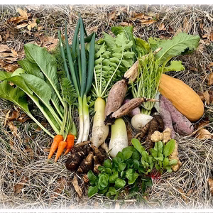 旬をそのままお届け！レンコン入り皮ごと食べれる農薬不使用・在来種の棚田野菜セット