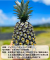 【送料無料】ジュワリーパイン１㎏４玉入 沖縄県産パイナップル 8月発送