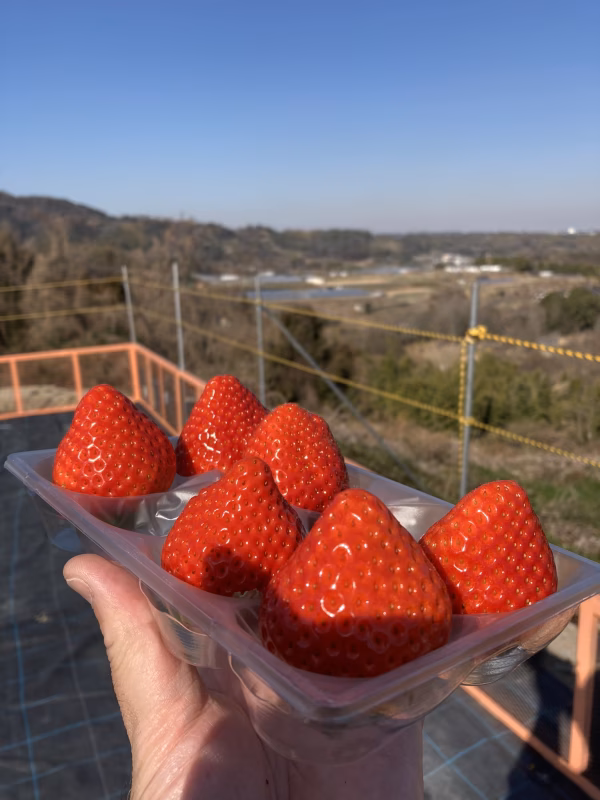 ‼️桃の天使がフワフワと‼️桃の中の桃天使❤️ ❤️「桃天使イチゴ光姫」❤️