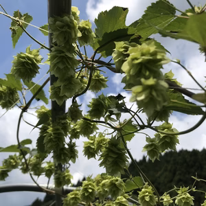 アロマホップ　カシミア