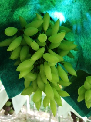 大阪府柏原市 まるかん農園 横尾博之さんの生産者プロフィール ポケットマルシェ 産直 産地直送 通販 旬の果物 野菜 魚介をお取り寄せ