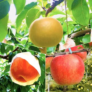 【8月〜11月】旬の果物おまかせ定期便（3kg入り）ご家庭用