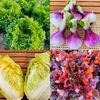 【お試しＳ】たてやまかおり菜園の『春のカラフル野菜セットS6品目』