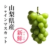 パリッと新鮮☆シャインマスカット《小箱》1房550-700g