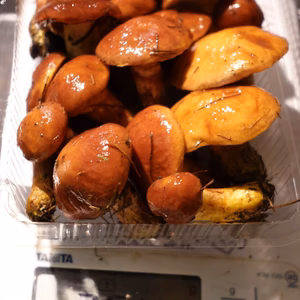 北海道ニセコ産◆絶品◆落葉きのこ(ハナイグチ)