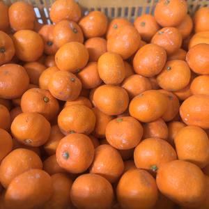 和歌山産　蔵出し　みかん　小粒