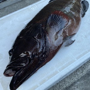 【魚突き】動画あり　アオノメハタ2.3kg鱗、内臓処理済