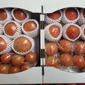 【月1定期便】大長園の新鮮トマト♡食べたらトリコ