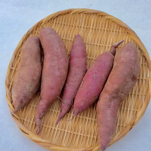 サツマイモ 金時 中サイズ   農薬・化学肥料”不使用“