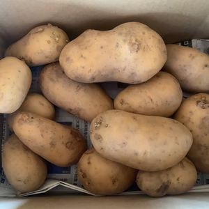 熊本県八代産　農薬不使用ジャガイモ　1.7kgほど