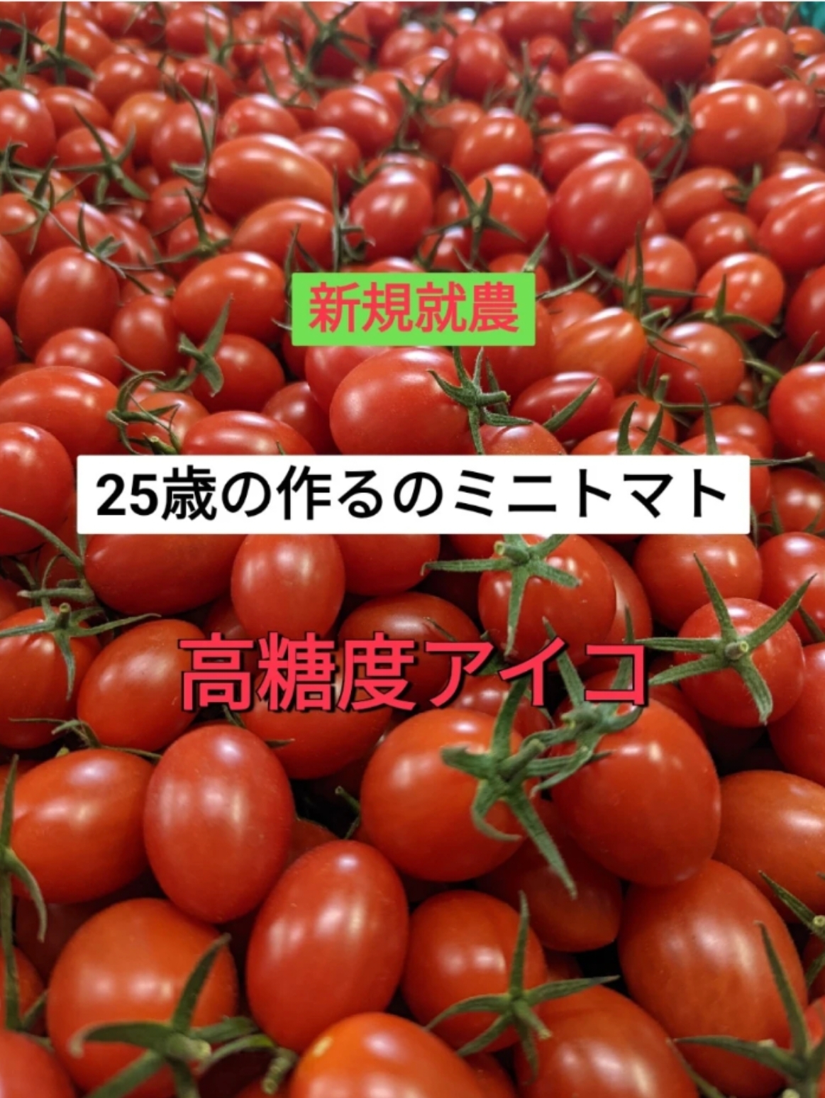 ☆2024年☆アイコ☆新規就農26歳が作るミニトマト｜野菜の商品詳細