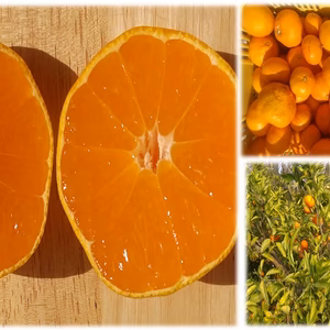 樹上完熟みかん【全額寄付販売 大分県佐賀関火災】温州ミカン慣行栽培　