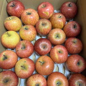 葉とらず“春明21”　加工用　５キロ箱　シャキシャキ食感　限定２箱