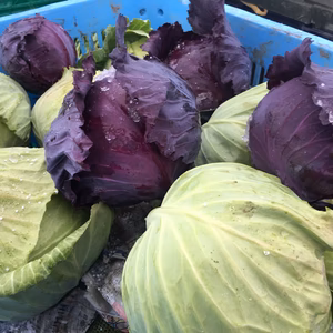 【雪締め】芯まで甘い！黒ボク土で育った寒玉キャベツ2色