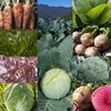 朝採り！無農薬無化学肥料 信州伊那谷★旬の野菜セット  11/6発送