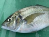 イワシの舞う島で育っためでたい魚 シマアジ1.2キロ 丸のまま