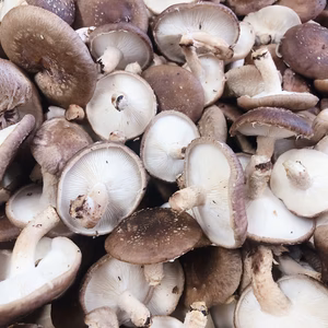 【常温便】ご自宅用に訳ありしいたけ　湯布院菌床生しいたけ 全国銅賞受賞