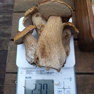 ◆初物◆ニセコ産天然ポルチーニ