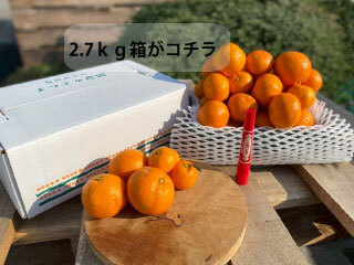 一般販売】贈答用 樹上熟成よそいきみかん｜みかんの商品詳細