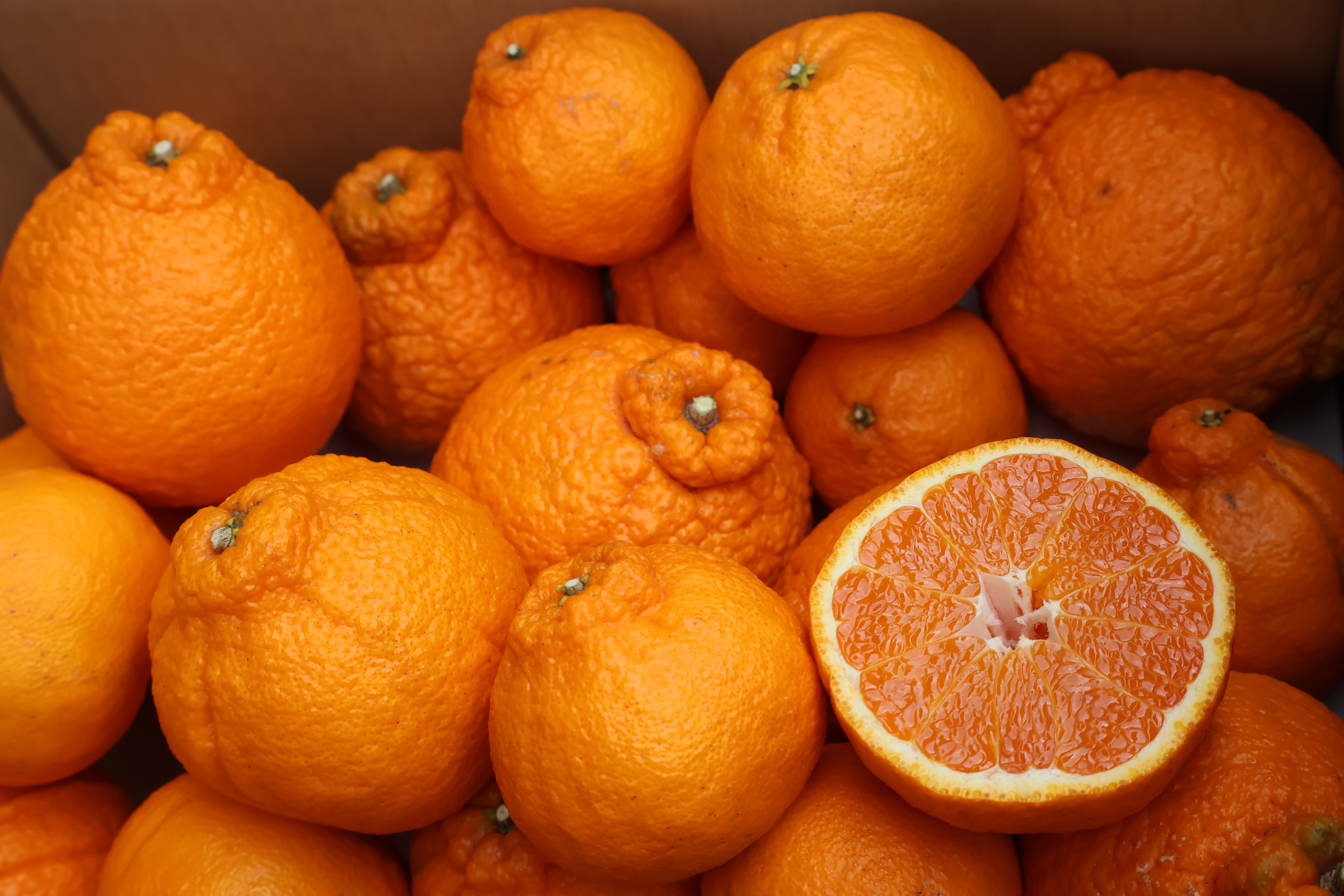 農家直送!不知火 しらぬい 2.5Kg〜≪無選別≫平武農園 2.5kg