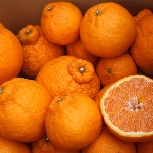 農家直送！不知火 しらぬい 2.5Kg～≪無選別≫平武農園