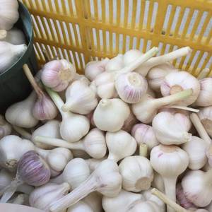 おチビちゃん　Ｓ〜Ｍサイズ1、8キロ　新ニンニク訳あり  和歌山県産