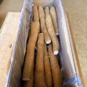 【超お徳用】訳有り 結城のながいも （カット品）