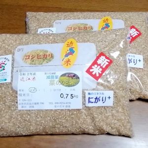令和2年産☆近江米コシヒカリ☆減農薬菜の花米☆1.5kg☆玄米