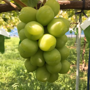 【朝採り】大粒×大房　シャインマスカット　ギフト用