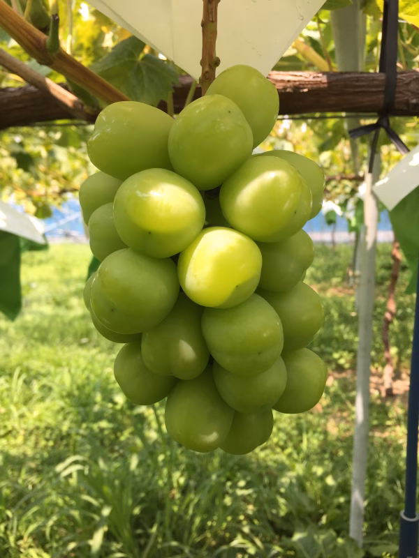 【朝採り】大粒×大房　シャインマスカット　ギフト用