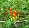 ＪＡＳ認証・有機栽培のミニトマト「アイコ」　２ｋｇ　※８/３１発送のみ