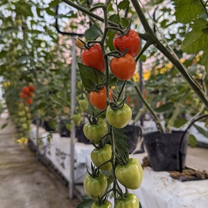 ベリーとアイコ　ミニトマト