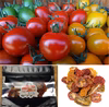 【月１定期便 4％OFF】ドライトマト付♪ 楽園トマトの おまかせセット １ｋｇ