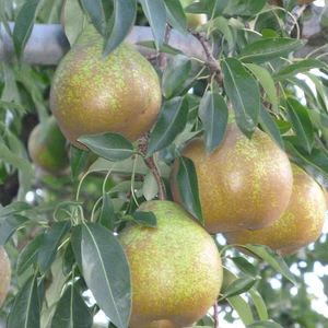 ラフランスの後の西洋梨　ウインターネリス6キロ　　18玉～23玉