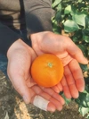 かわいい小玉＊ブラッドオレンジ・タロッコ【分量選べます↓】