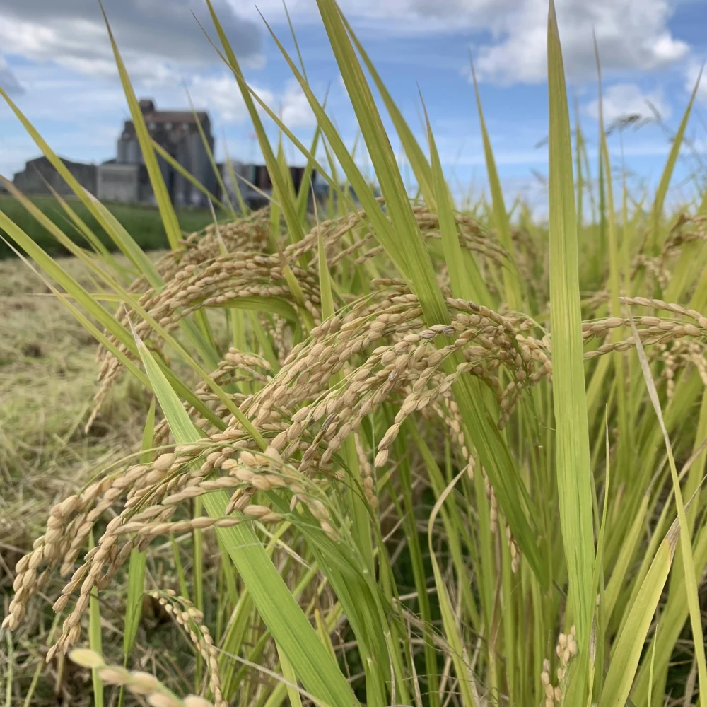 農薬・肥料不使用の山田錦からできた酒粕 500g