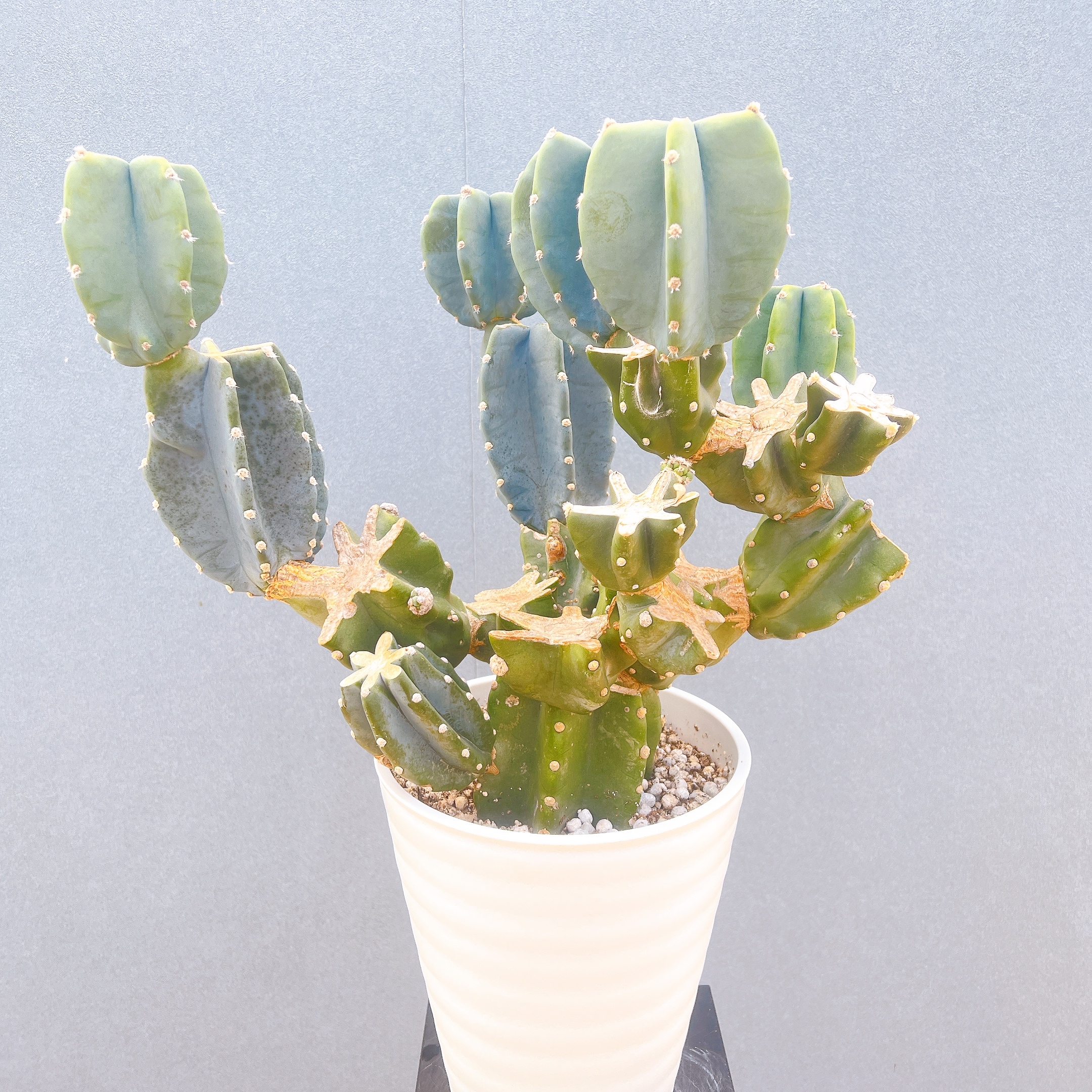 在庫販売】 サボテン 柱サボテン ブランチ 柱サボテンブランチ 鬼面角